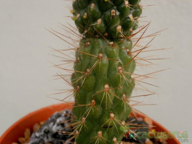 A photo of Cylindropuntia fulgida fma. monstruosa