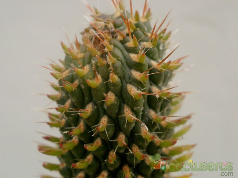 Una foto de Cylindropuntia fulgida fma. monstruosa