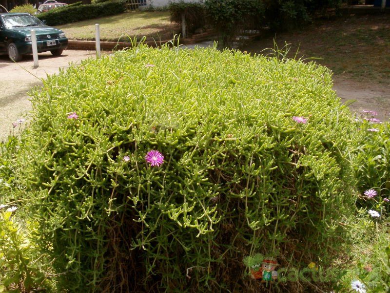Una foto de Drosanthemum floribundum