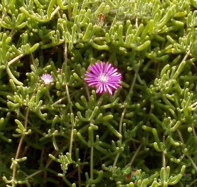 Una foto de Drosanthemum floribundum