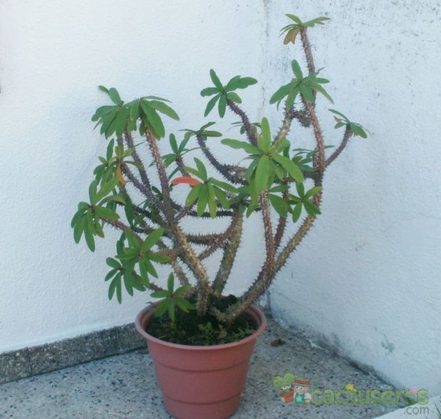 Una foto de Euphorbia milii var. milii