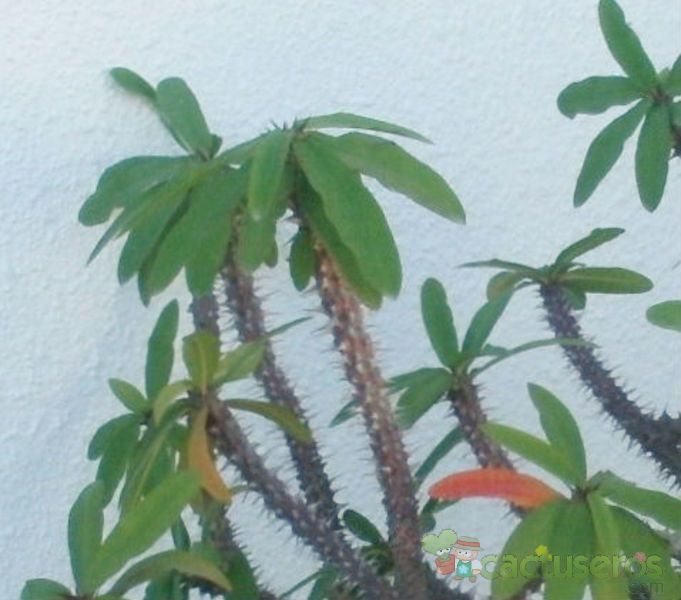 Una foto de Euphorbia milii var. milii