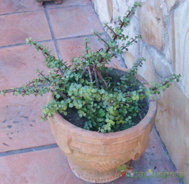 A photo of Portulacaria afra