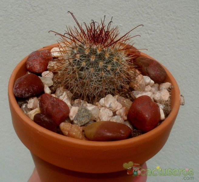 Una foto de Mammillaria nunezii