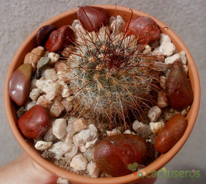 Una foto de Mammillaria nunezii