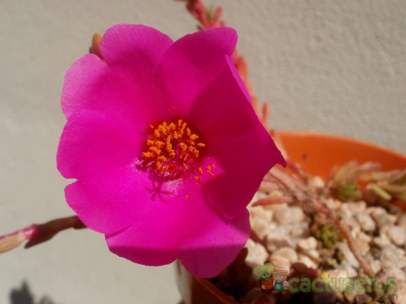A photo of Portulaca pilosa