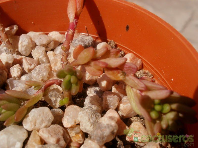 A photo of Portulaca pilosa