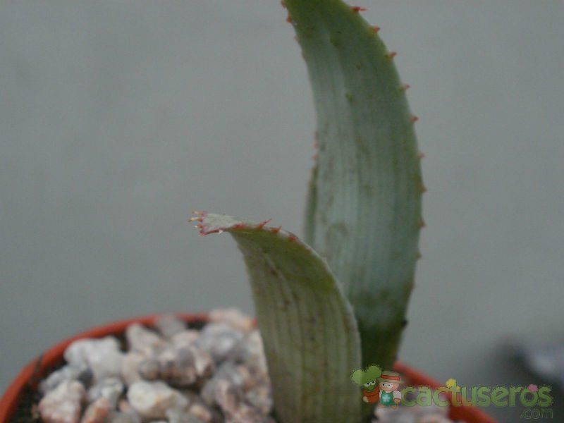 Una foto de Aloe krapohliana