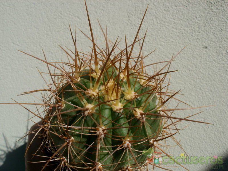 A photo of Echinopsis atacamensis