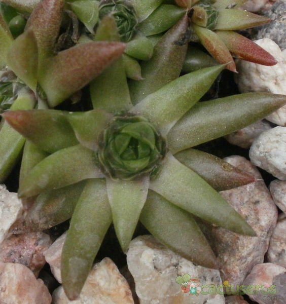 A photo of Orostachys japonica