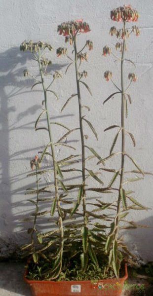 A photo of Bryophyllum x houghtonii