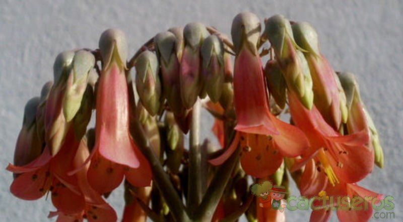 A photo of Bryophyllum x houghtonii