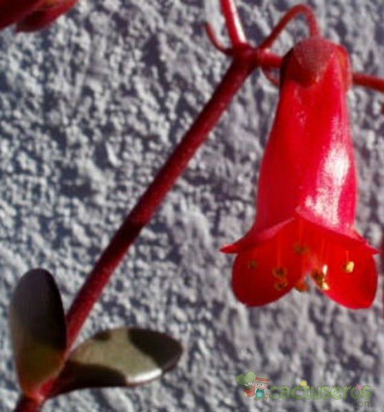 Una foto de Bryophyllum manginii