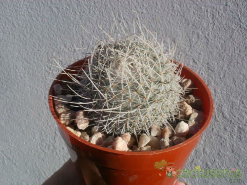 A photo of Mammillaria geminispina