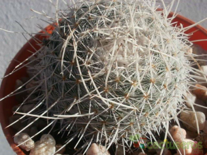 A photo of Mammillaria geminispina