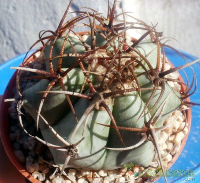A photo of Echinocactus platyacanthus