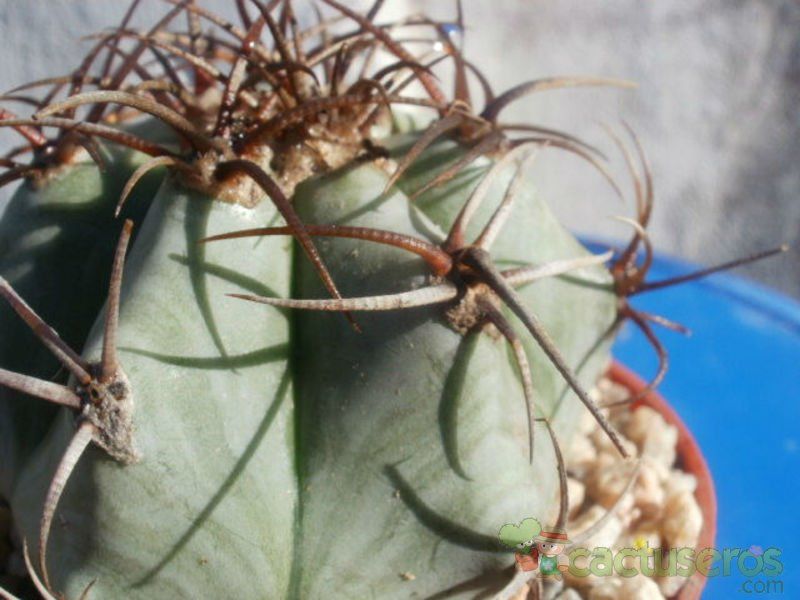 A photo of Echinocactus platyacanthus