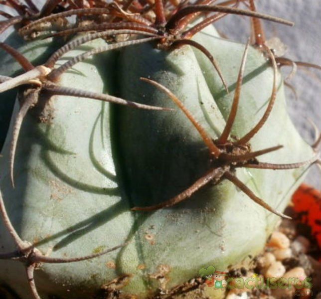 A photo of Echinocactus platyacanthus