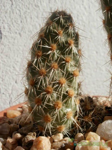 Una foto de Opuntia pycnantha