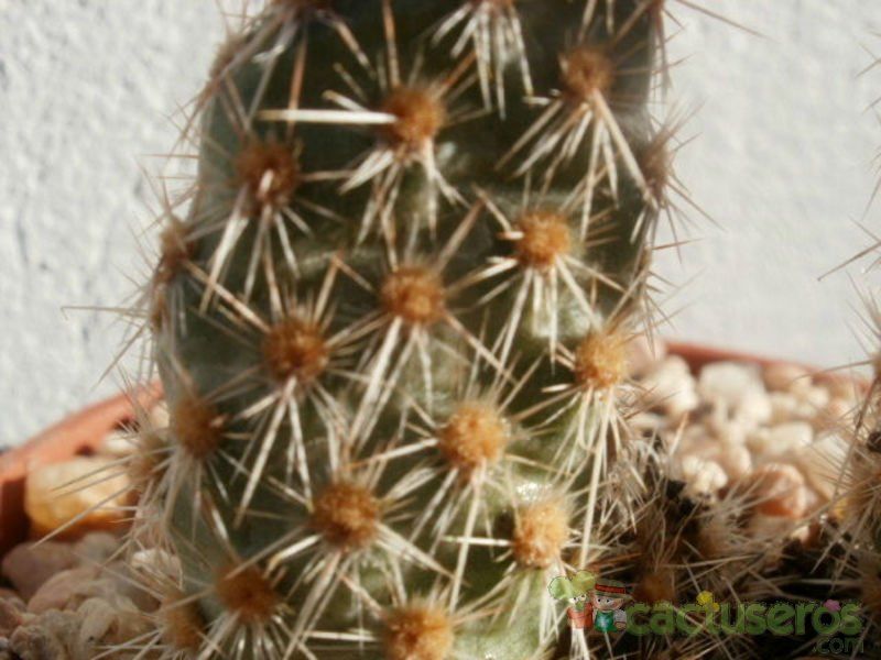 Una foto de Opuntia pycnantha