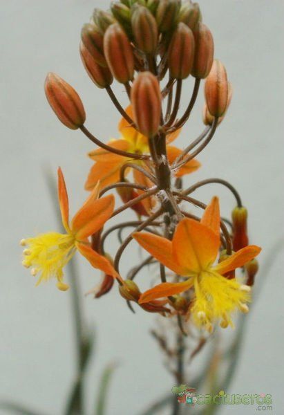 A photo of Bulbine frutescens