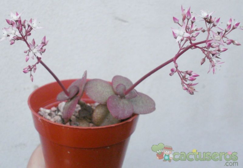 Una foto de Crassula multicava
