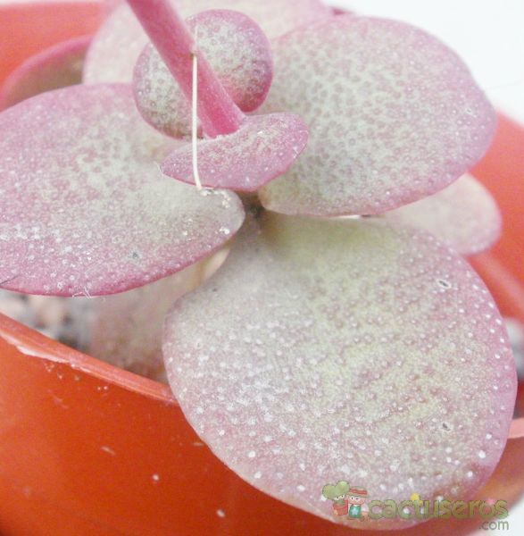 Una foto de Crassula multicava