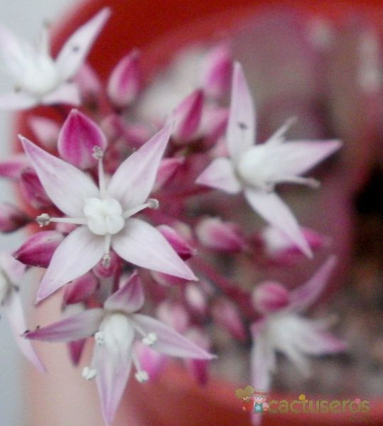 Una foto de Crassula multicava
