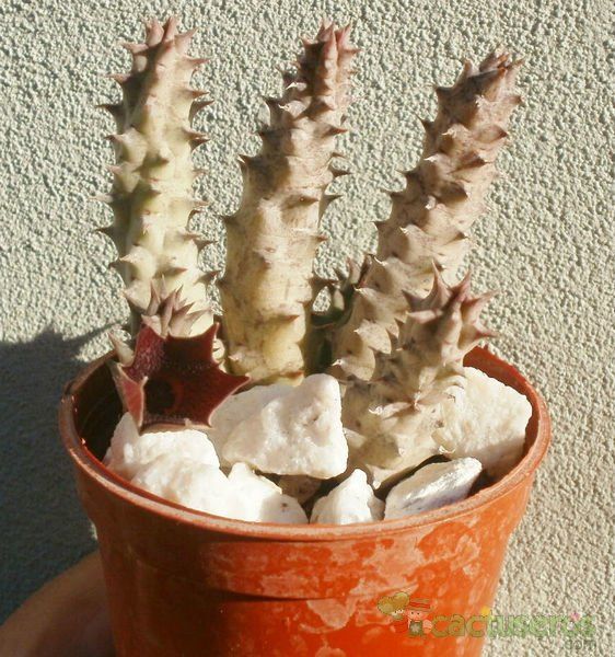 Una foto de Huernia aspera