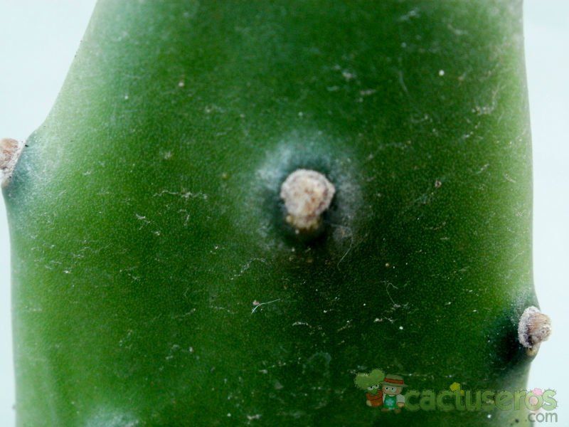 Una foto de Opuntia canterae