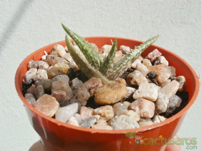 Una foto de Aloe jucunda