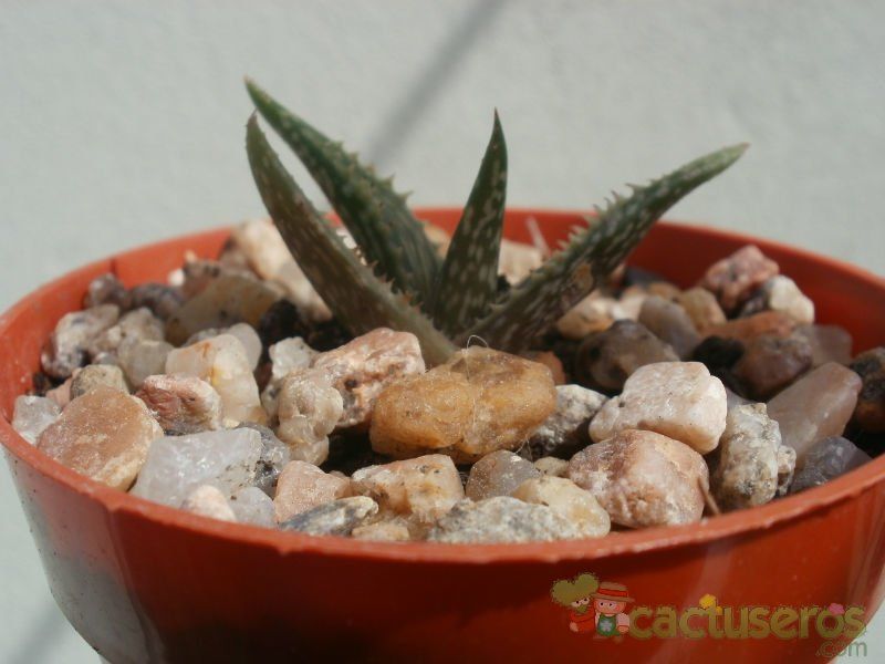 A photo of Aloe jucunda