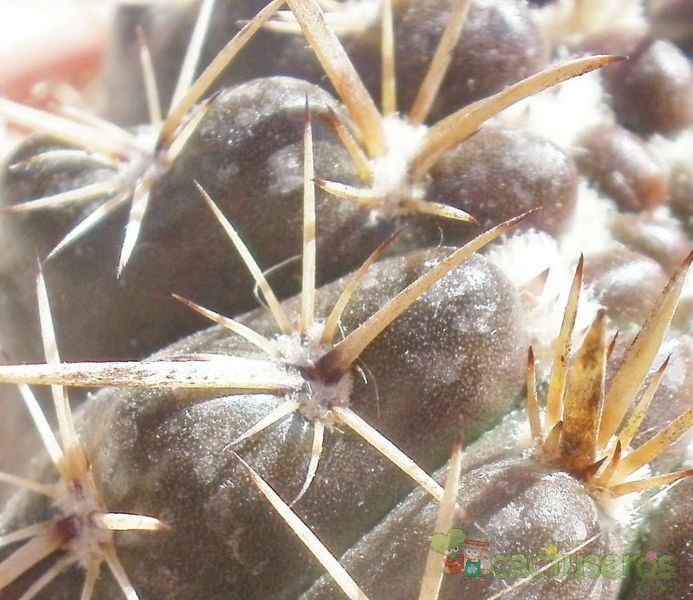 Una foto de Parodia mammulosa subsp. submammulosus