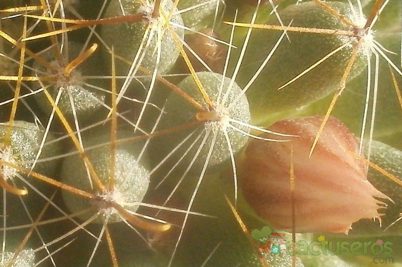 Una foto de Mammillaria crinita ssp wildii