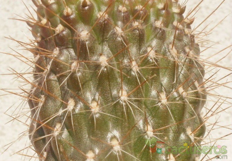 Una foto de Cylindropuntia fulgida fma. crestada