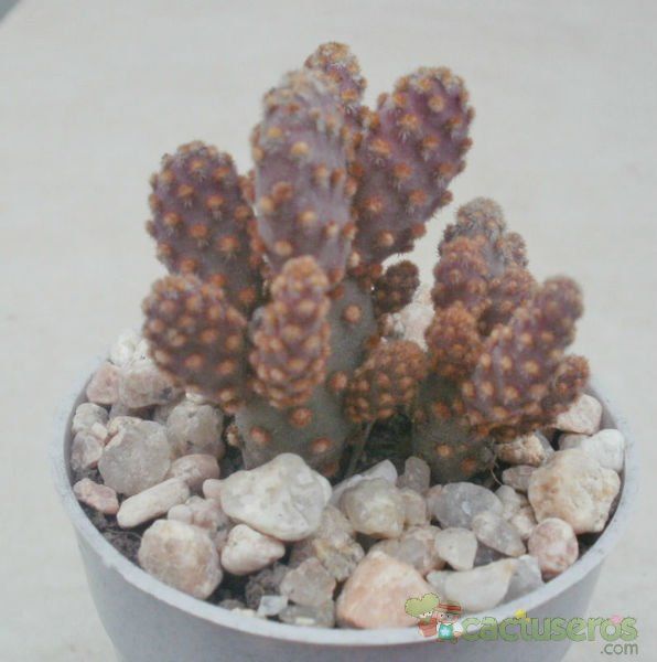 Una foto de Opuntia microdasys ssp. rufida fma. monstruosa