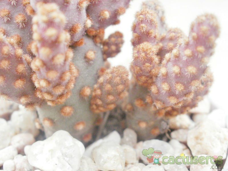 Una foto de Opuntia microdasys ssp. rufida fma. monstruosa