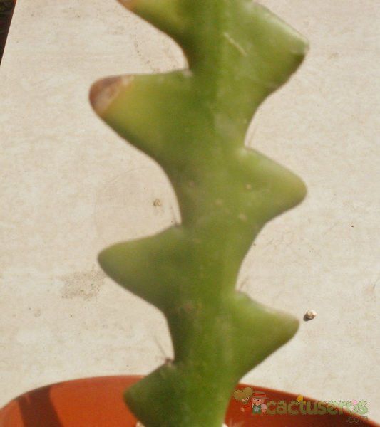 Una foto de Epiphyllum anguliger