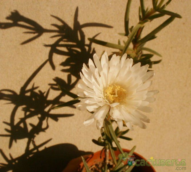 Una foto de Mesembryanthemum reptans