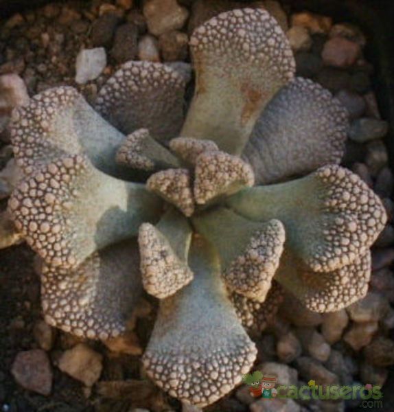 A photo of Titanopsis calcarea