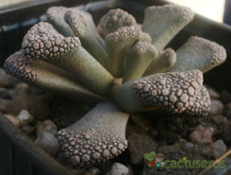 A photo of Titanopsis calcarea