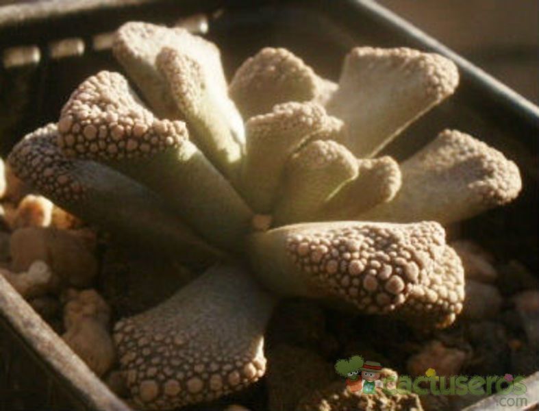 A photo of Titanopsis calcarea