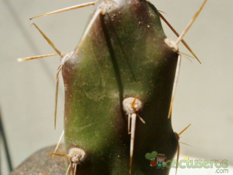 Una foto de Opuntia anacantha