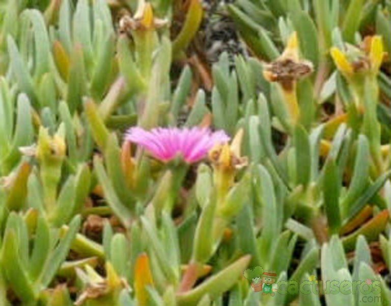 A photo of Carpobrotus acinaciformis