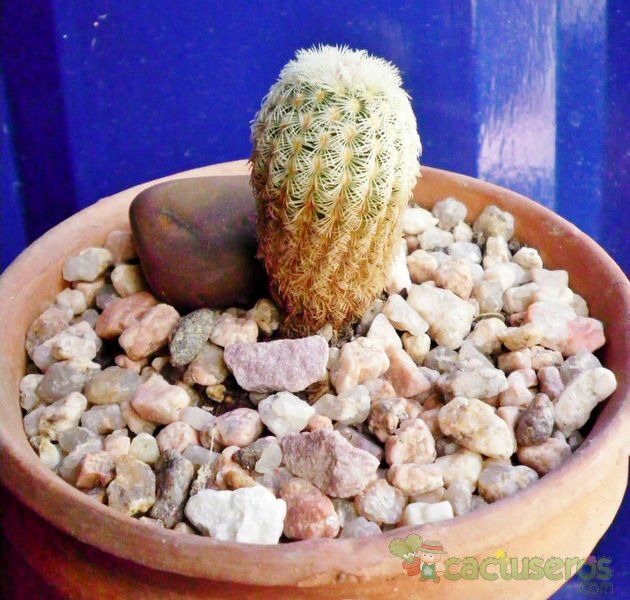 Una foto de Echinocereus rigidissimus