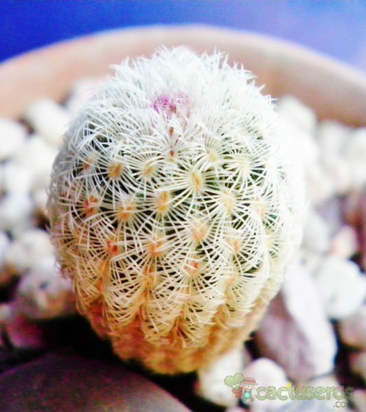 Una foto de Echinocereus rigidissimus