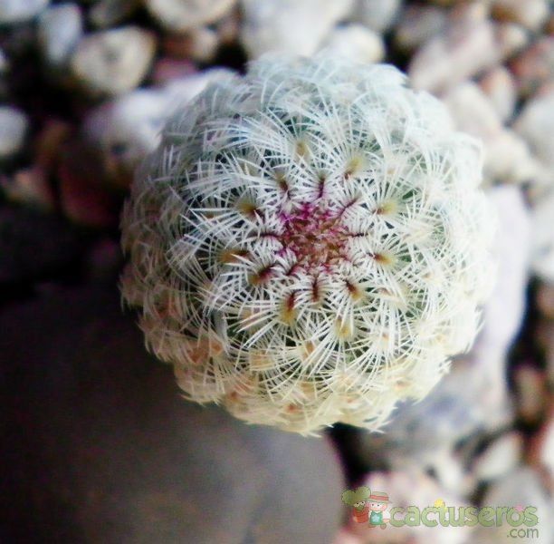 Una foto de Echinocereus rigidissimus