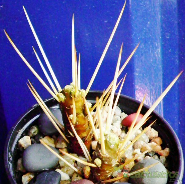 A photo of Maihuenia patagonica