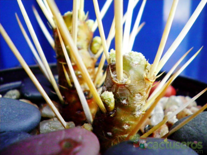 A photo of Maihuenia patagonica