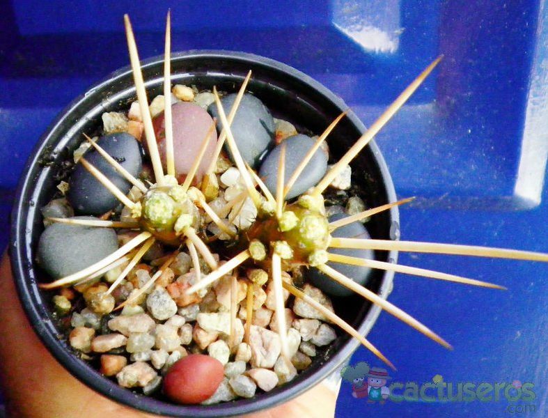 A photo of Maihuenia patagonica